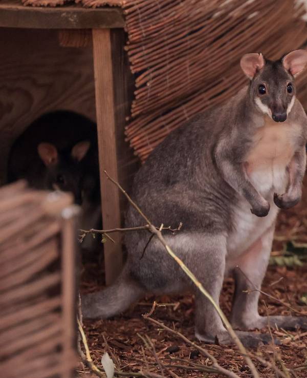 Der Zoo hat neue Anlagen für Kängurus und Zwergotter eröffnet.