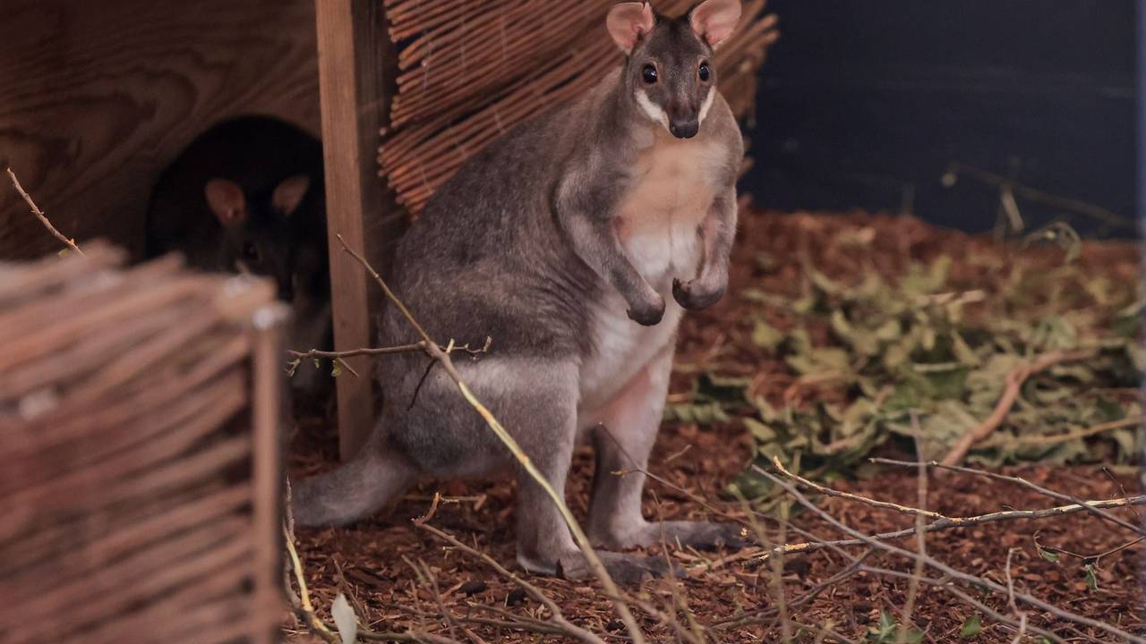 Der Zoo hat neue Anlagen für Kängurus und Zwergotter eröffnet.