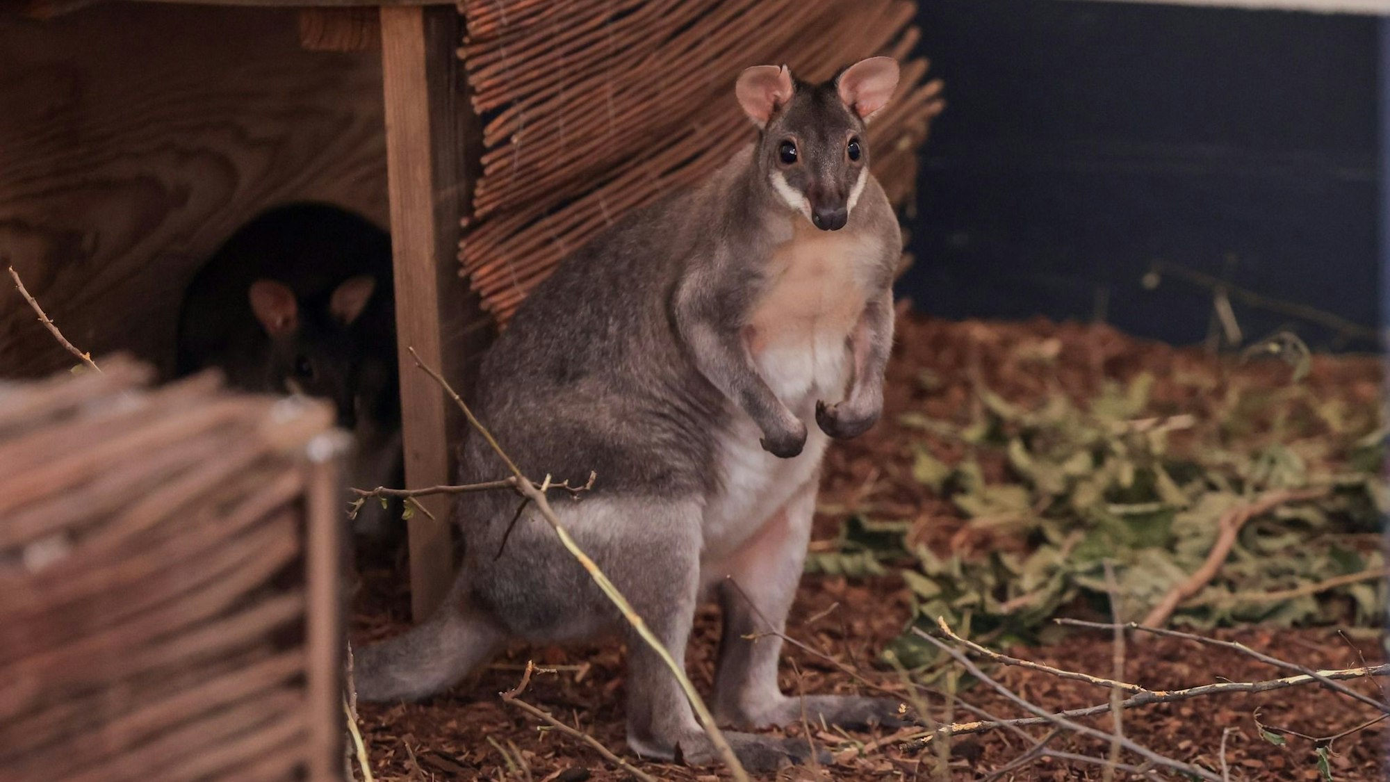 Der Zoo hat neue Anlagen für Kängurus und Zwergotter eröffnet.