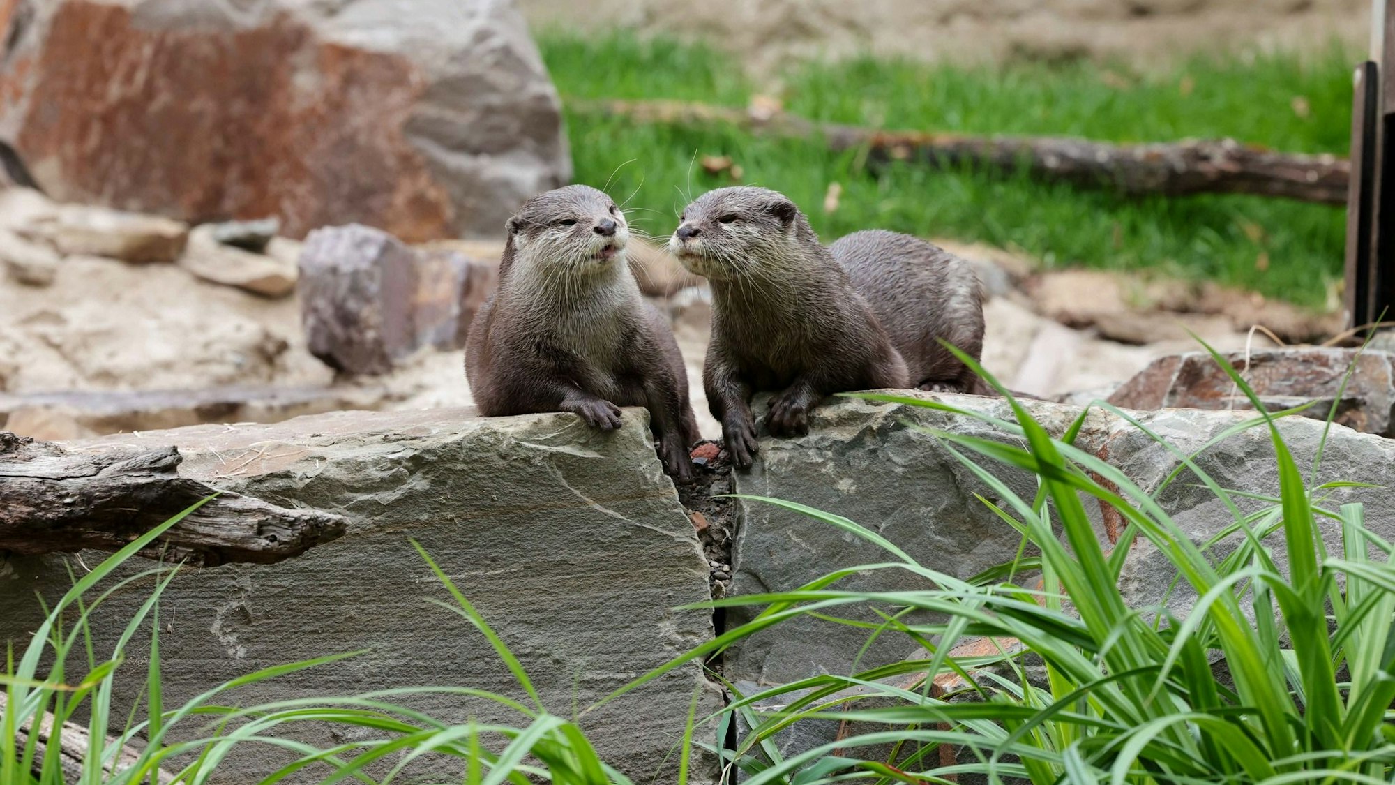 Direkt neben den Kängurus haben die Zwergotter ihr neues Zuhause bezogen: Anna und Ludo sind Zoo-Fans bereits bekannt.