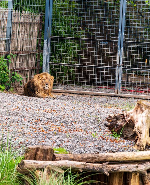 Das Kölner Löwenpaar Löwen-Paar Gina und Navin
