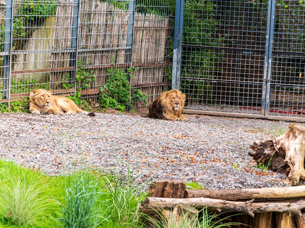 Das Kölner Löwenpaar Löwen-Paar Gina und Navin