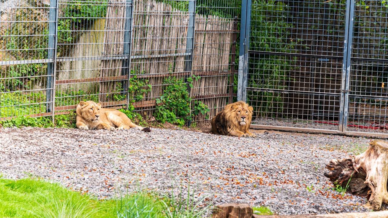 Das Kölner Löwenpaar Löwen-Paar Gina und Navin