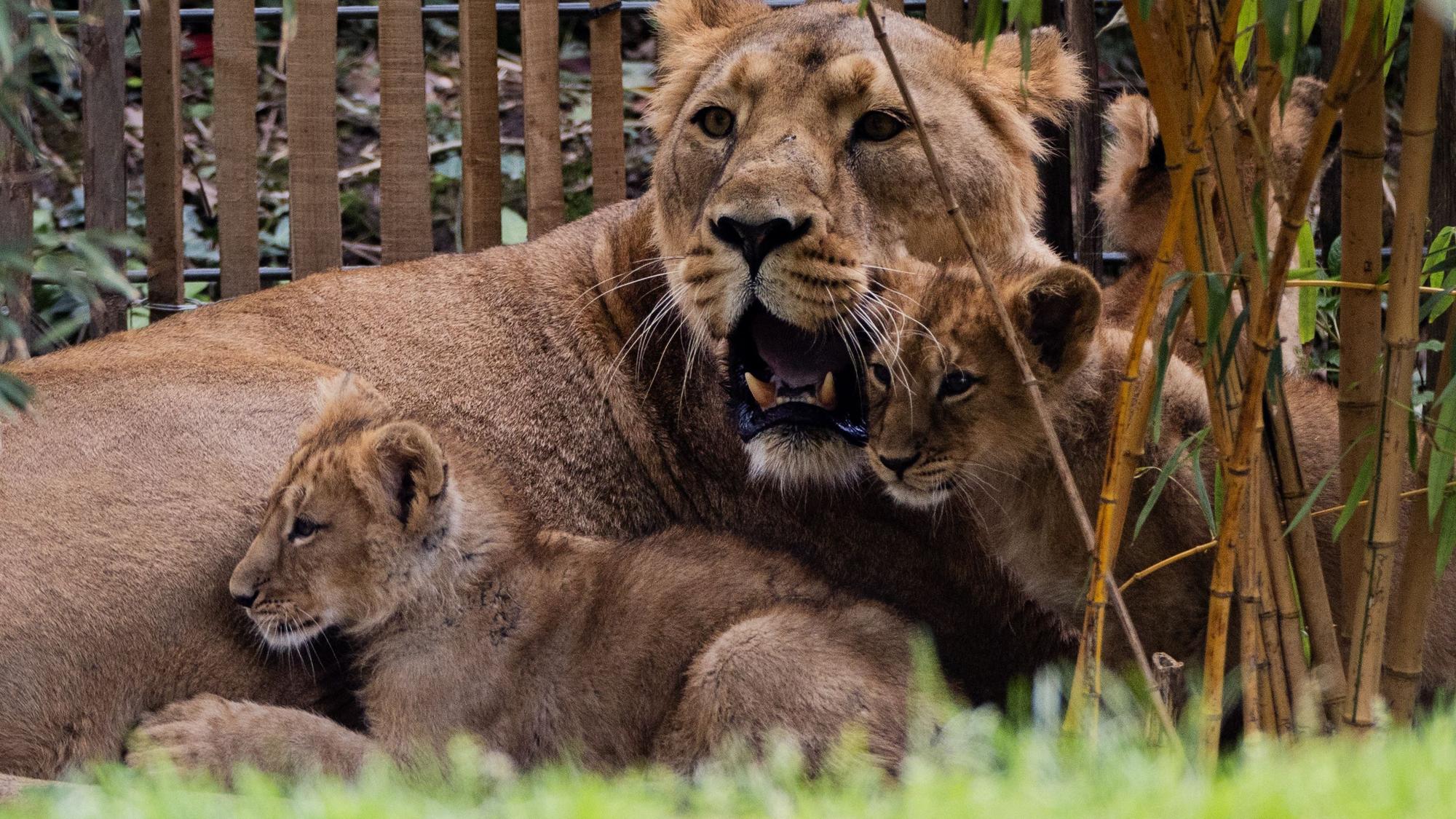 Löwen-Mama Gina im Kölner Zoo (Archivfoto)