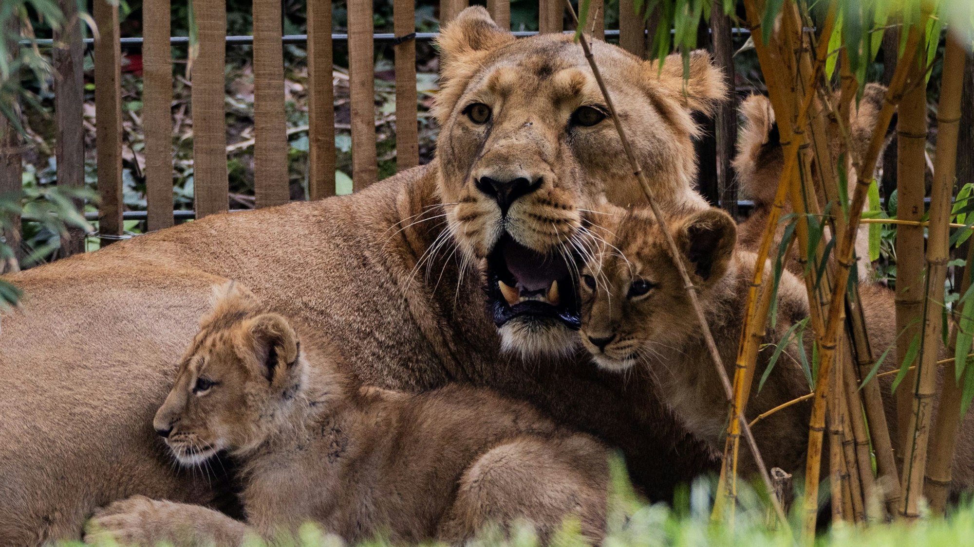 Löwen-Mutter Gina im April 2024