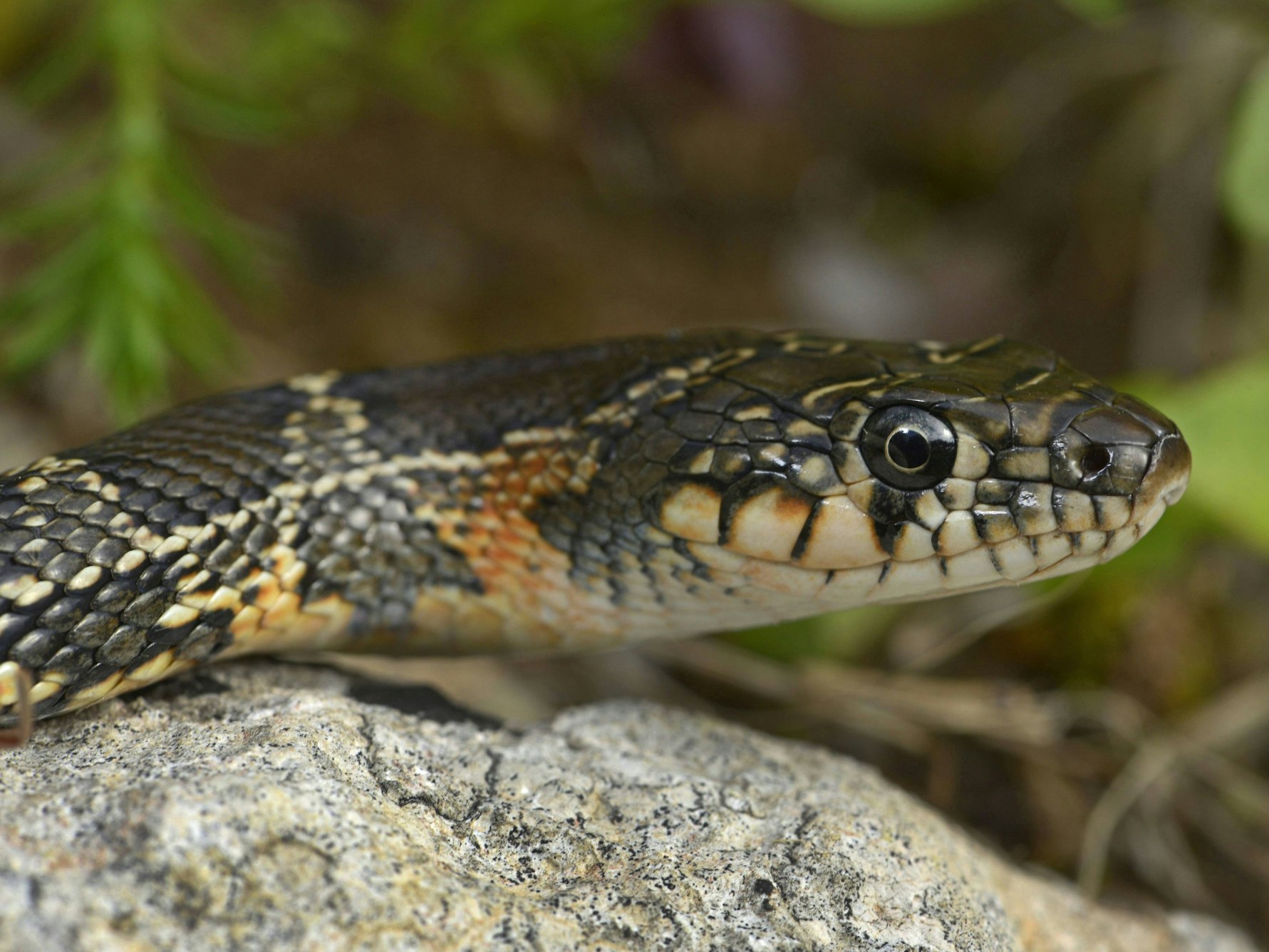 Die Hufeisennatter breitet sich rasant auf Mallorca und den Balearen aus. Sie kann bis zu zwei Meter lang werden. Ihre Bisse sind zwar nicht giftig, aber sehr schmerzhaft und können sich entzünden.
