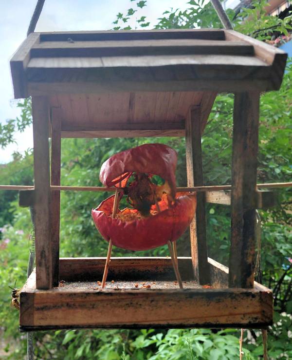 Der ausgehöhlte Apfel steht auf Holzspießen im Vogelhäuschen.