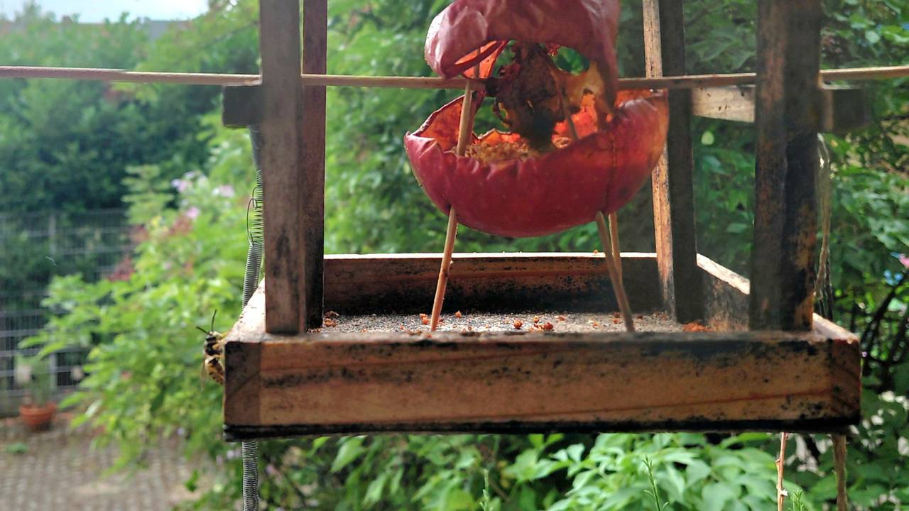 Der ausgehöhlte Apfel steht auf Holzspießen im Vogelhäuschen.