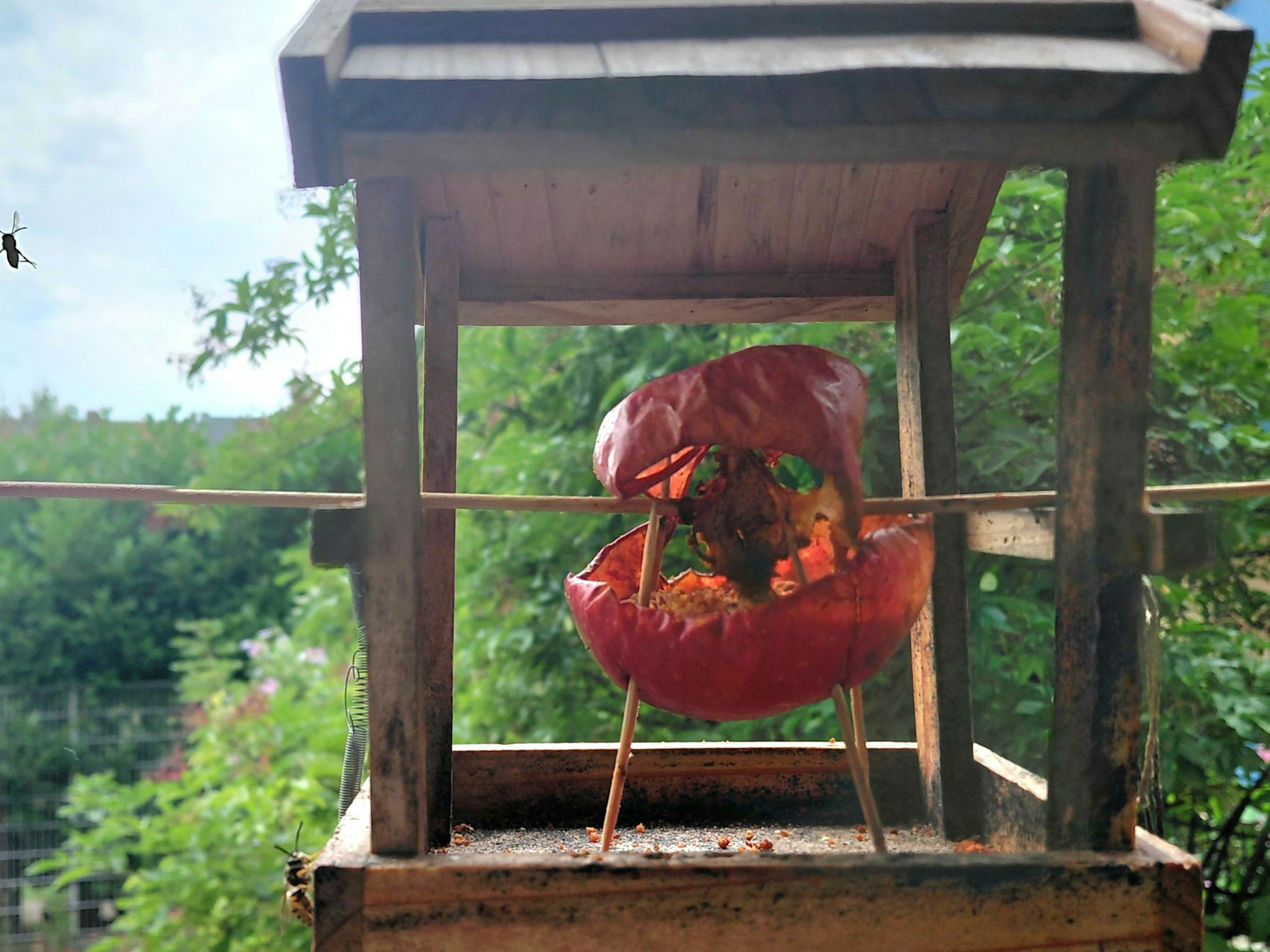 Der ausgehöhlte Apfel steht auf Holzspießen im Vogelhäuschen.