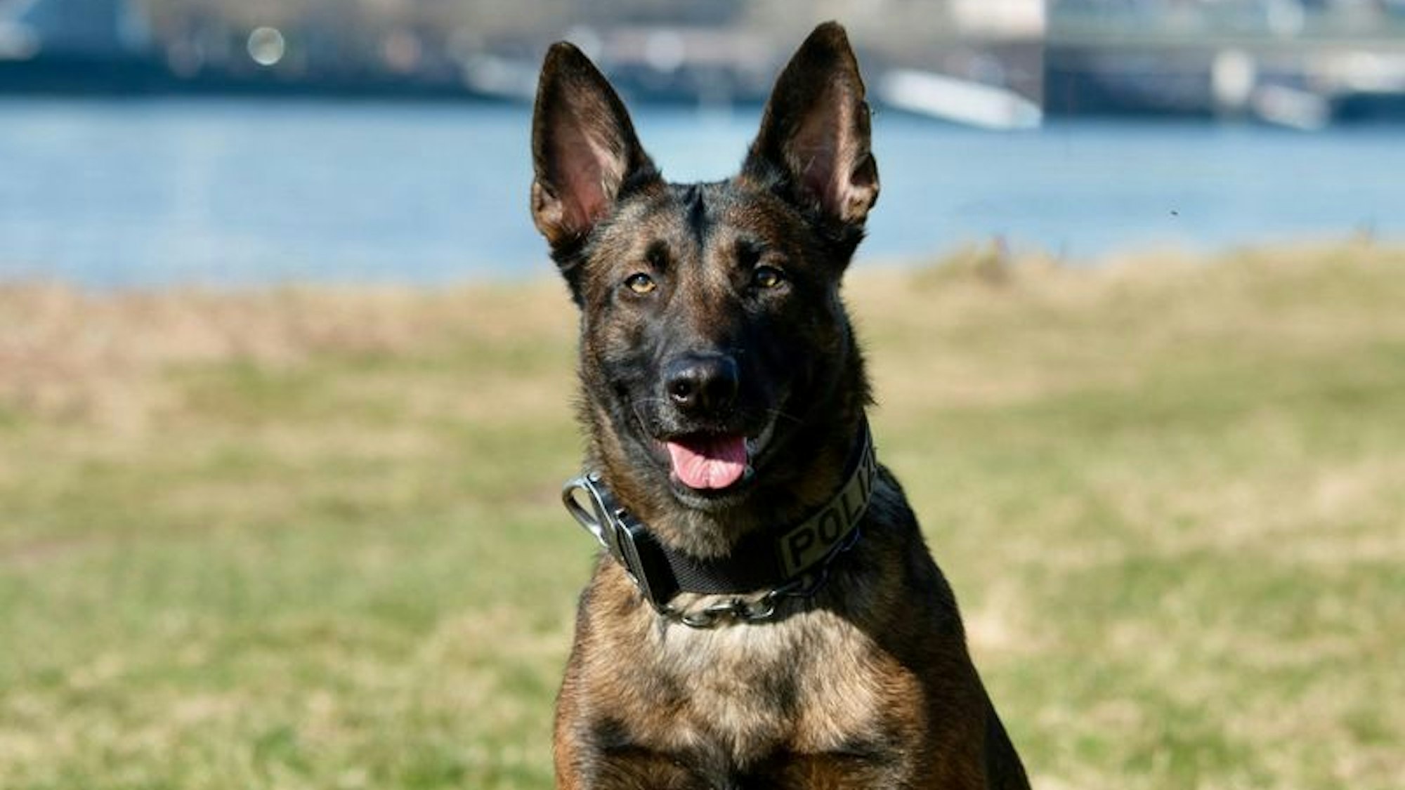 Polizeihund Ciri