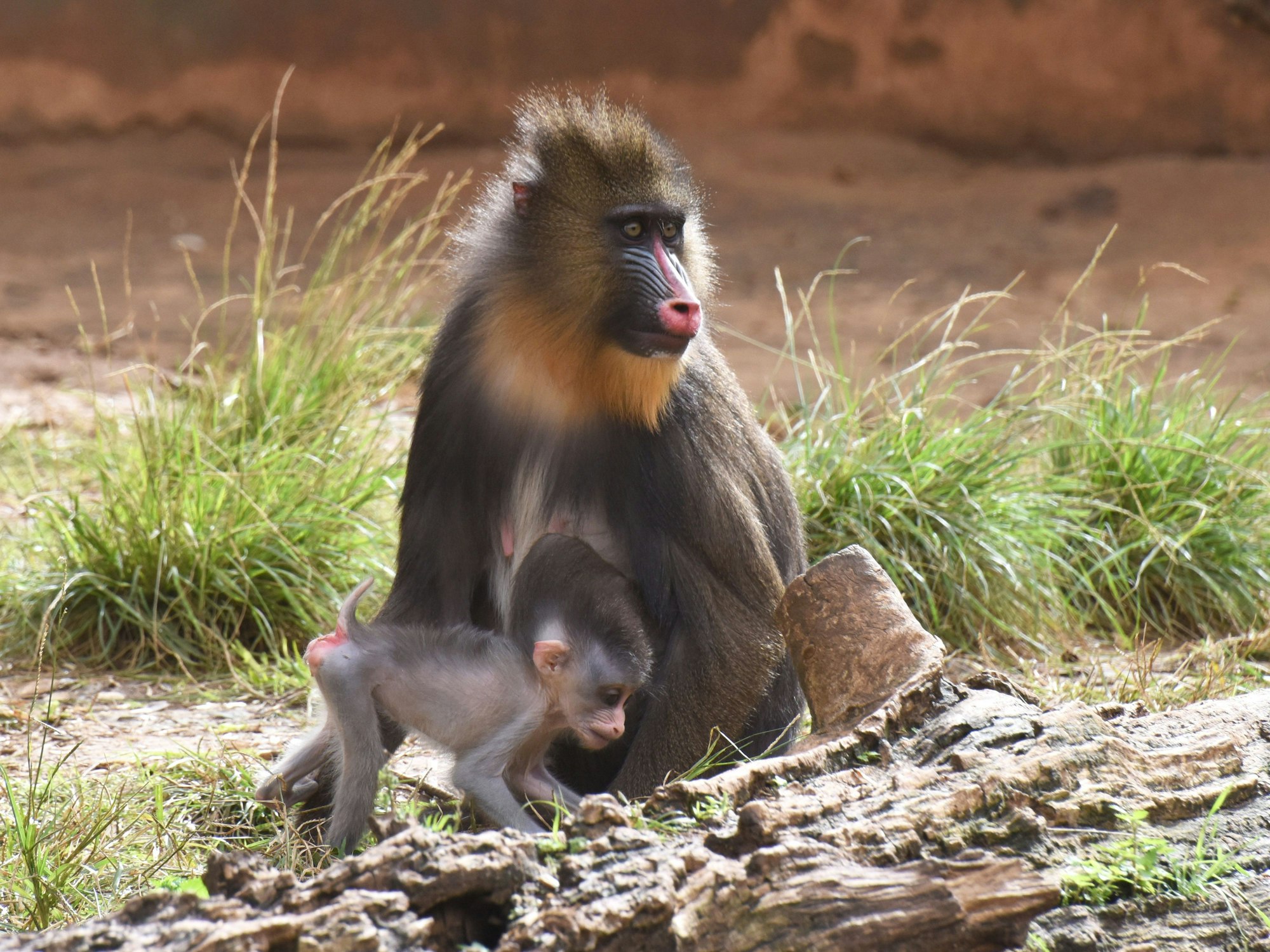 Ein ausgewachsener und ein Babymandrill.