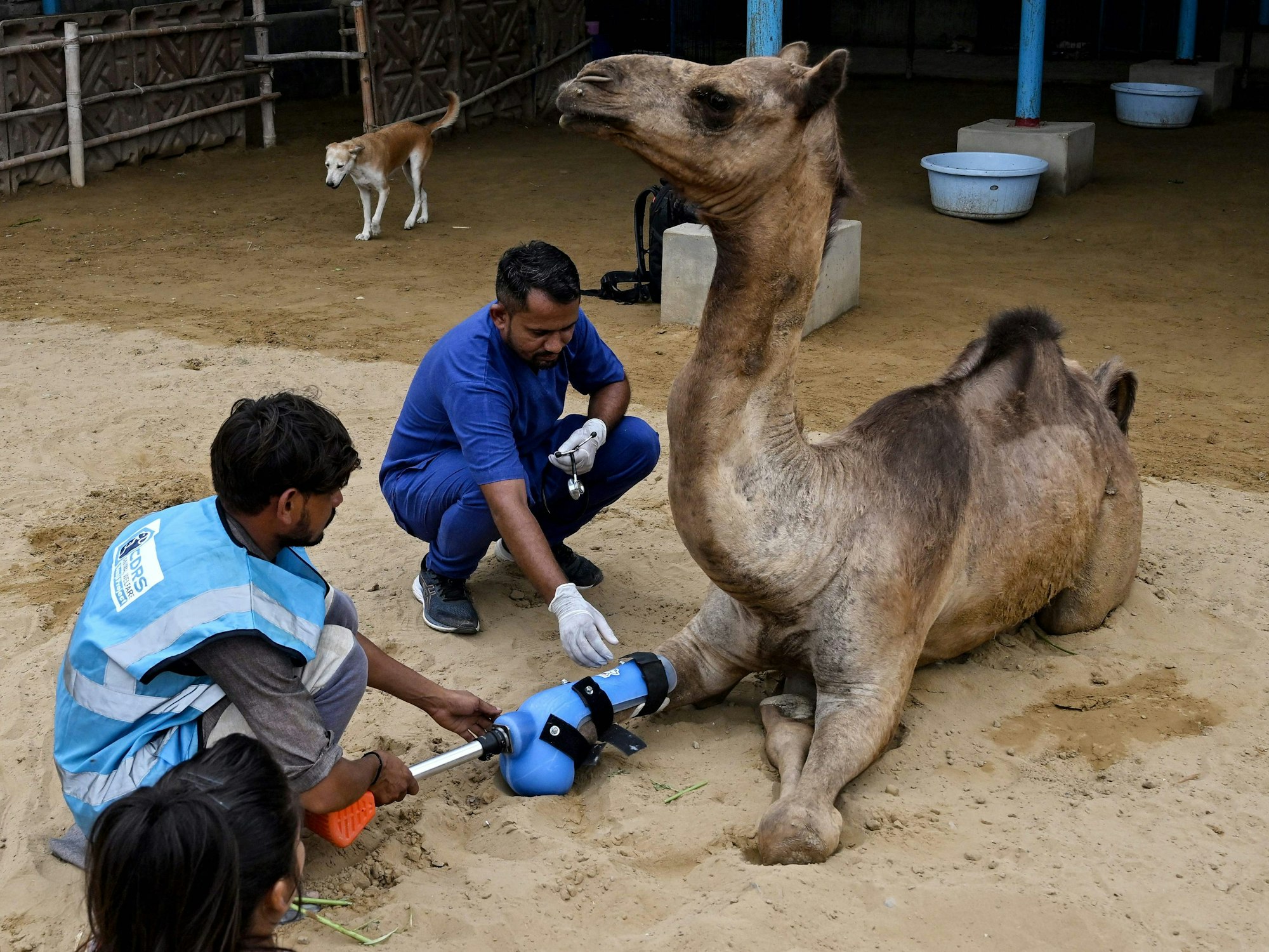 Ein Mann passt einem Kamel eine Beinprothese an.