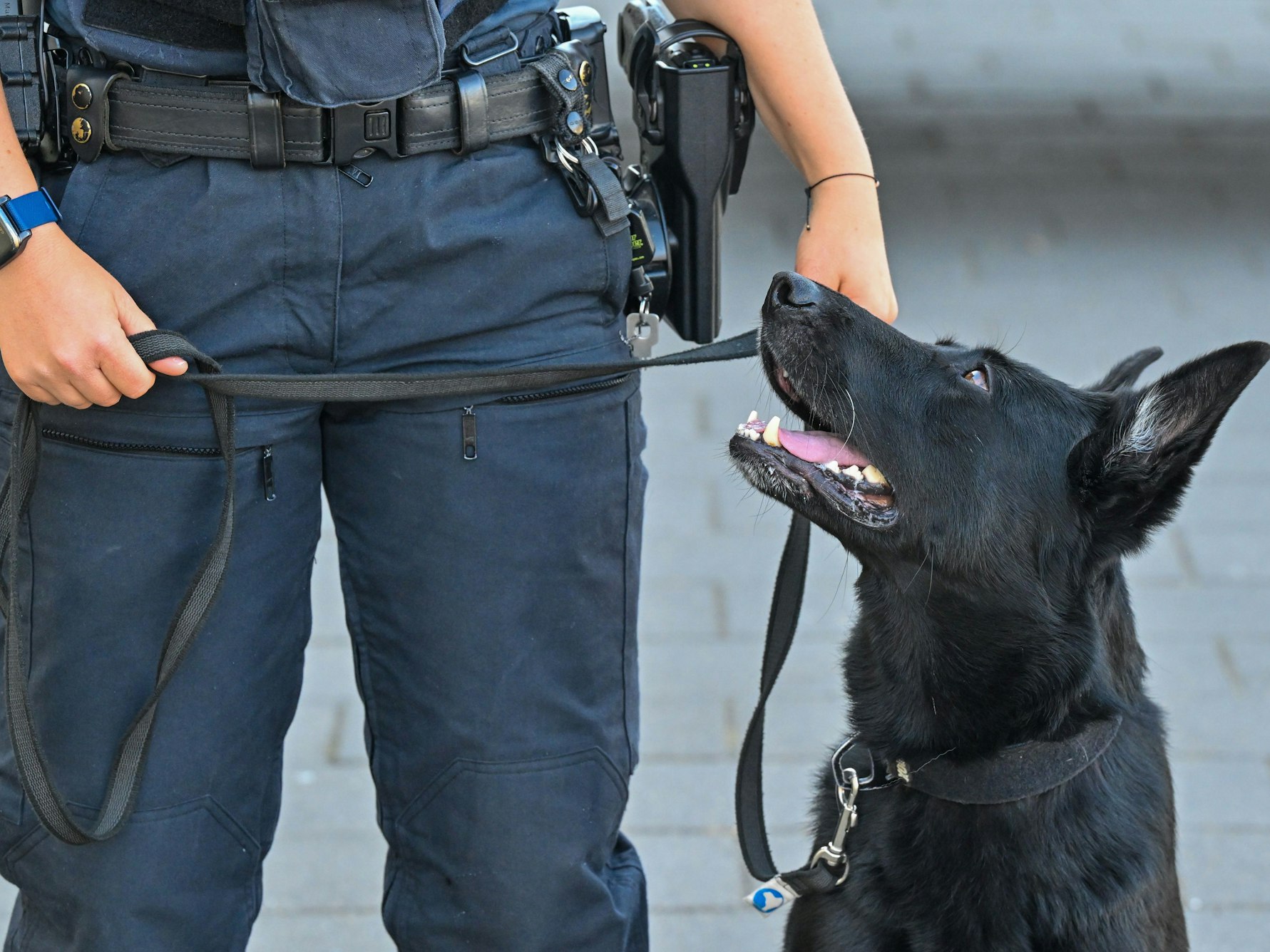 Ein Spürhund der Polizei ist während einer Übung im Einsatz.
