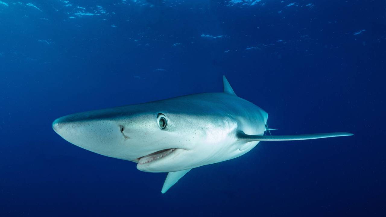Ein Blauhai (Prionace glauca) könnte für den Angriff auf eine Mallorca-Urlauberin verantwortlich sein.