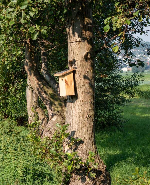 Die Kriminalpolizei ermittelt nach einem Sexualdelikt in Bornheim-Walberberg (Symbolfoto).