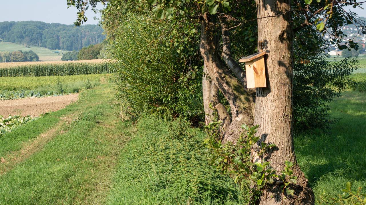 Die Kriminalpolizei ermittelt nach einem Sexualdelikt in Bornheim-Walberberg (Symbolfoto).