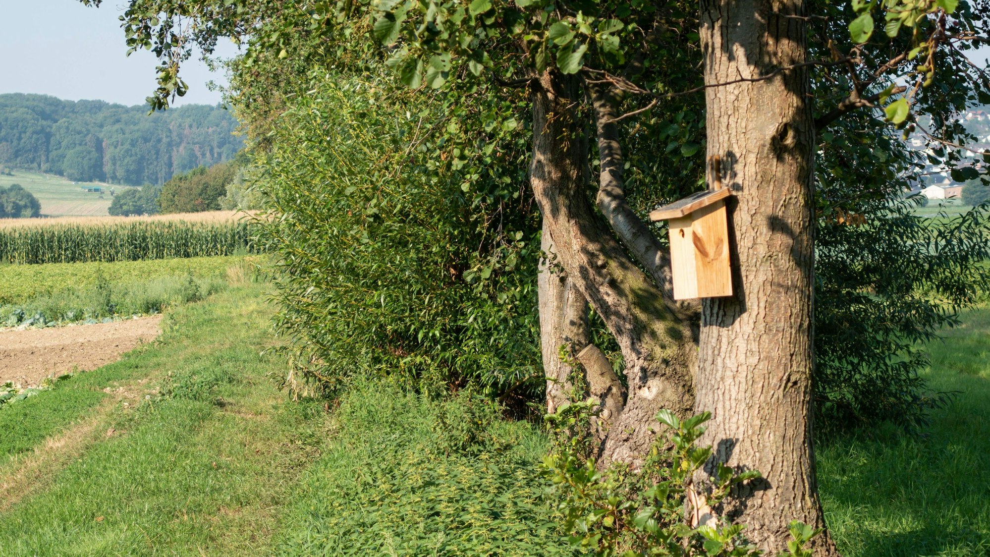 Die Kriminalpolizei ermittelt nach einem Sexualdelikt in Bornheim-Walberberg (Symbolfoto).