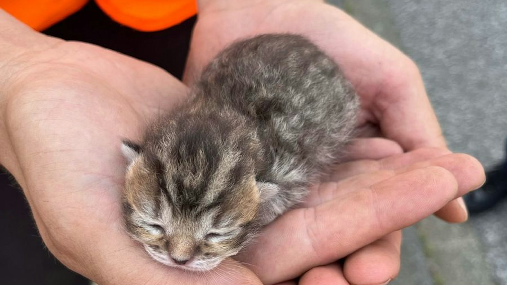 Fünf ausgesetzte Katzenbabys in einer Mülltonne.