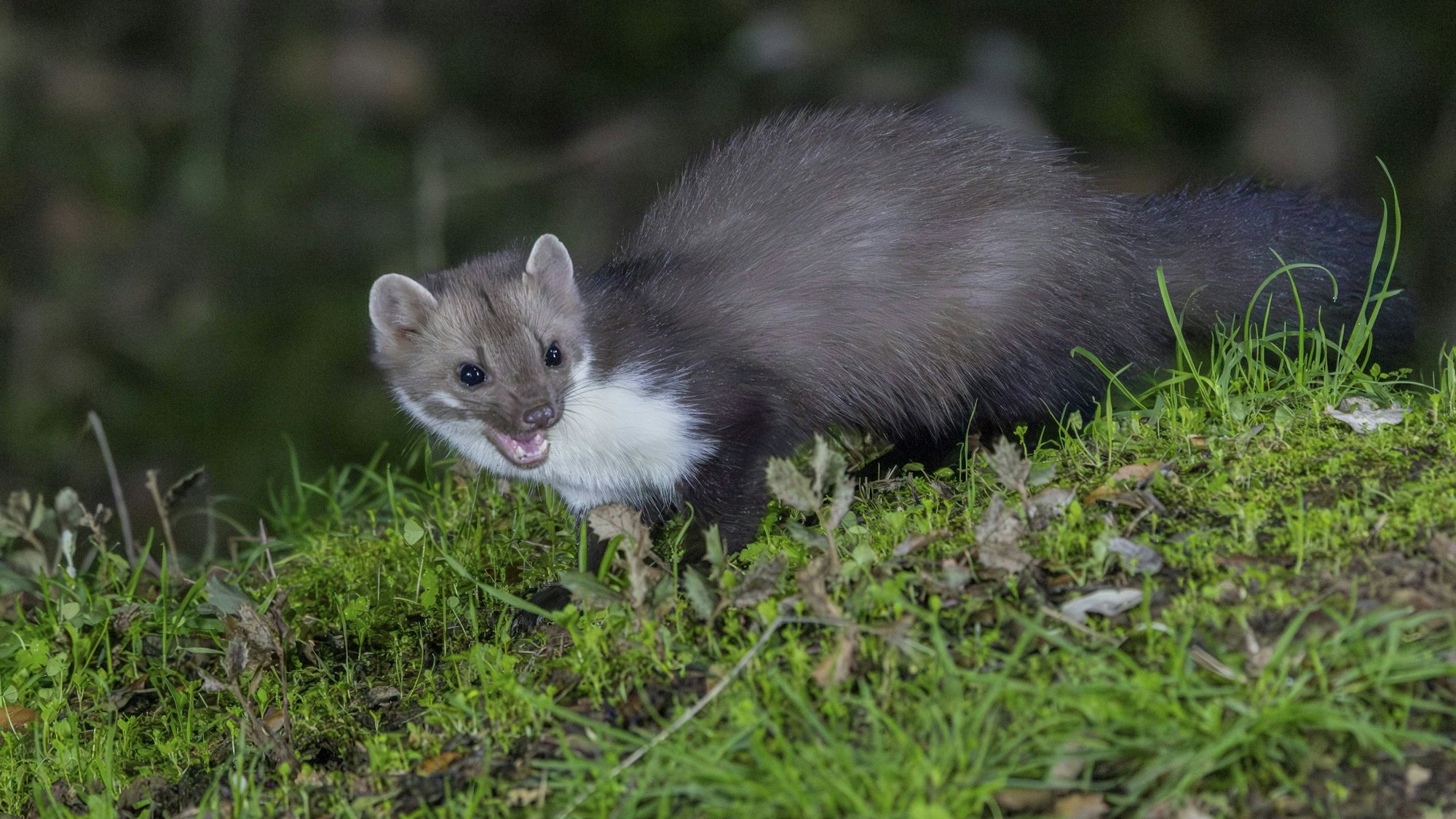 Ein Steinmarder sitzt nachts auf einer Wiese und faucht