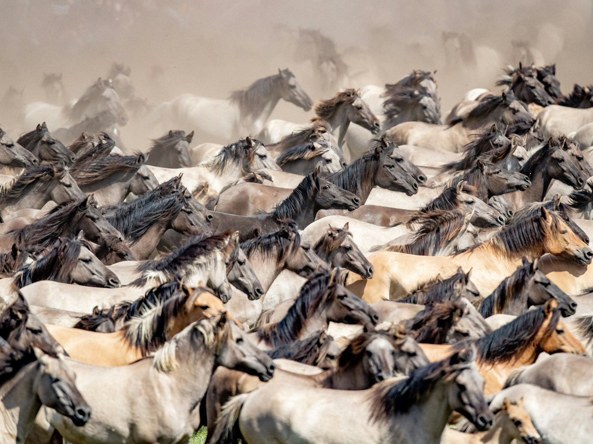 Wildpferde laufen in vollem Galopp und wirbeln dabei Staub auf.