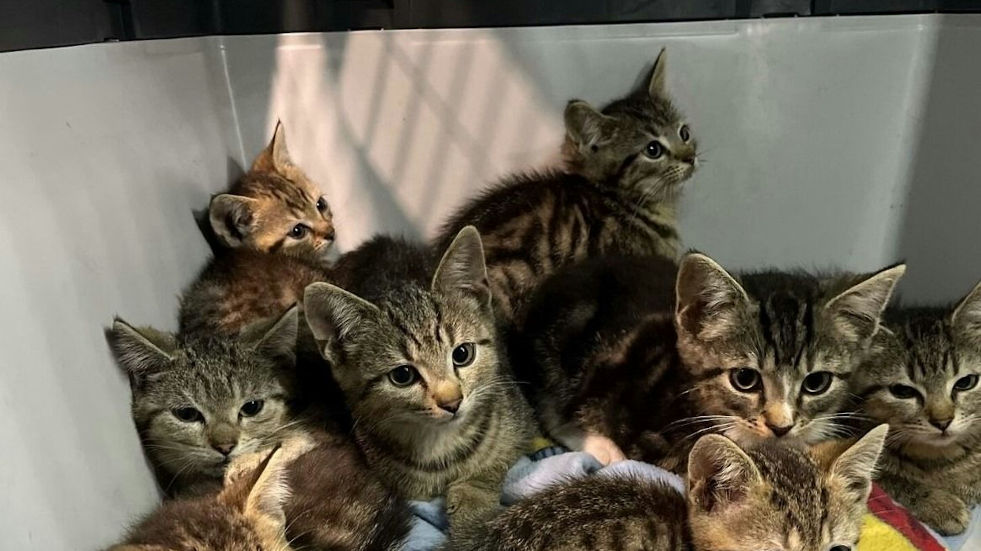 Zehn kleine Katzenbabys in einer Transportbox.