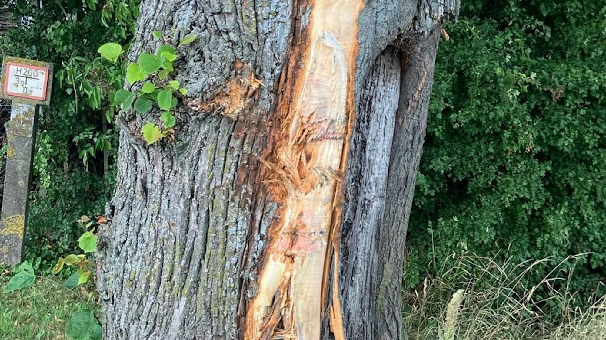Ein von einem Auto gerammter und beschädigter Baum am Straßenrand.