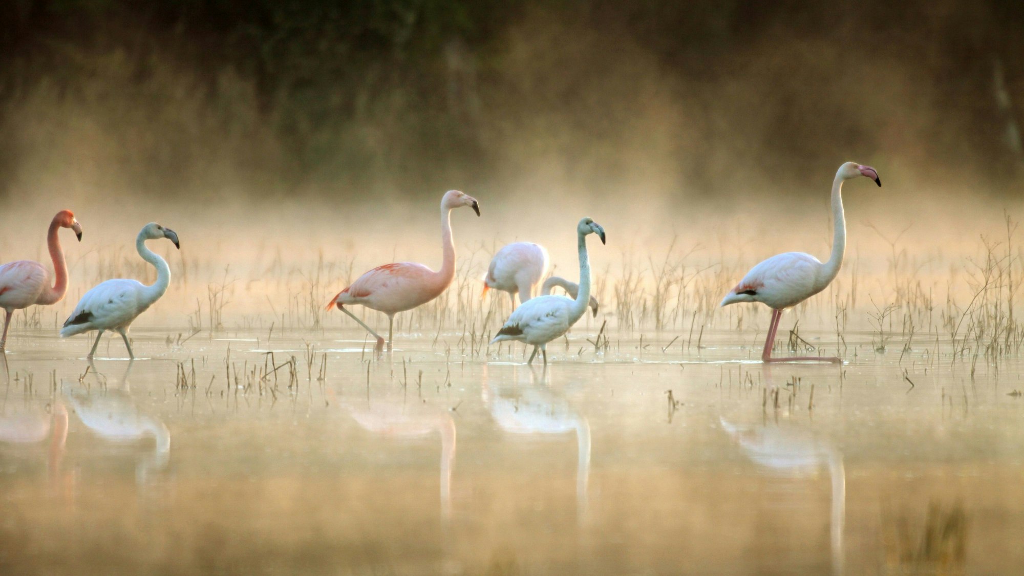 Eine Gruppe weißer und rosafarbener Flamigos stolziert durch flaches Wasser.