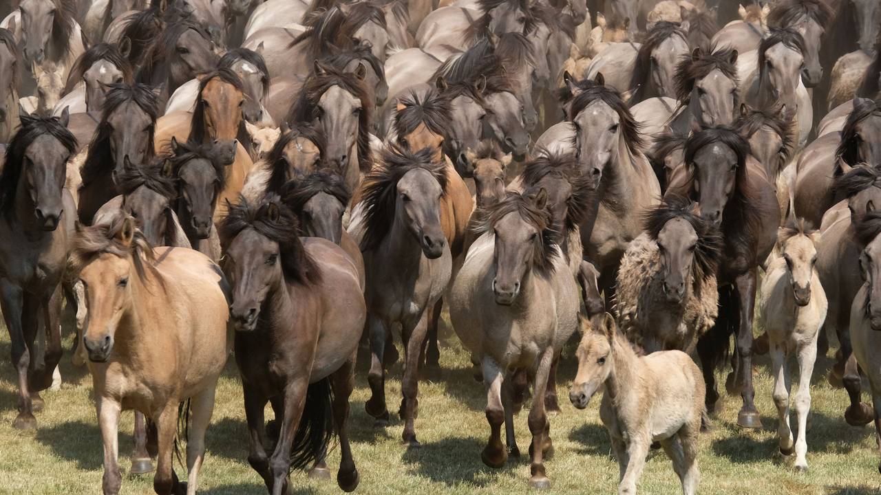 Eine Herde Wildpferde galoppiert über eine Wiese