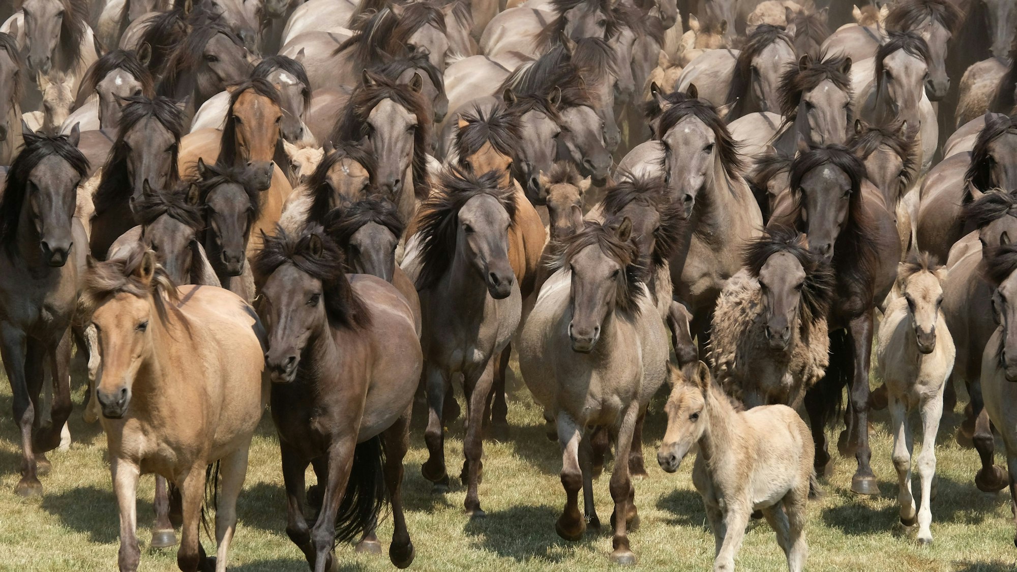 Eine Herde Wildpferde galoppiert über eine Wiese