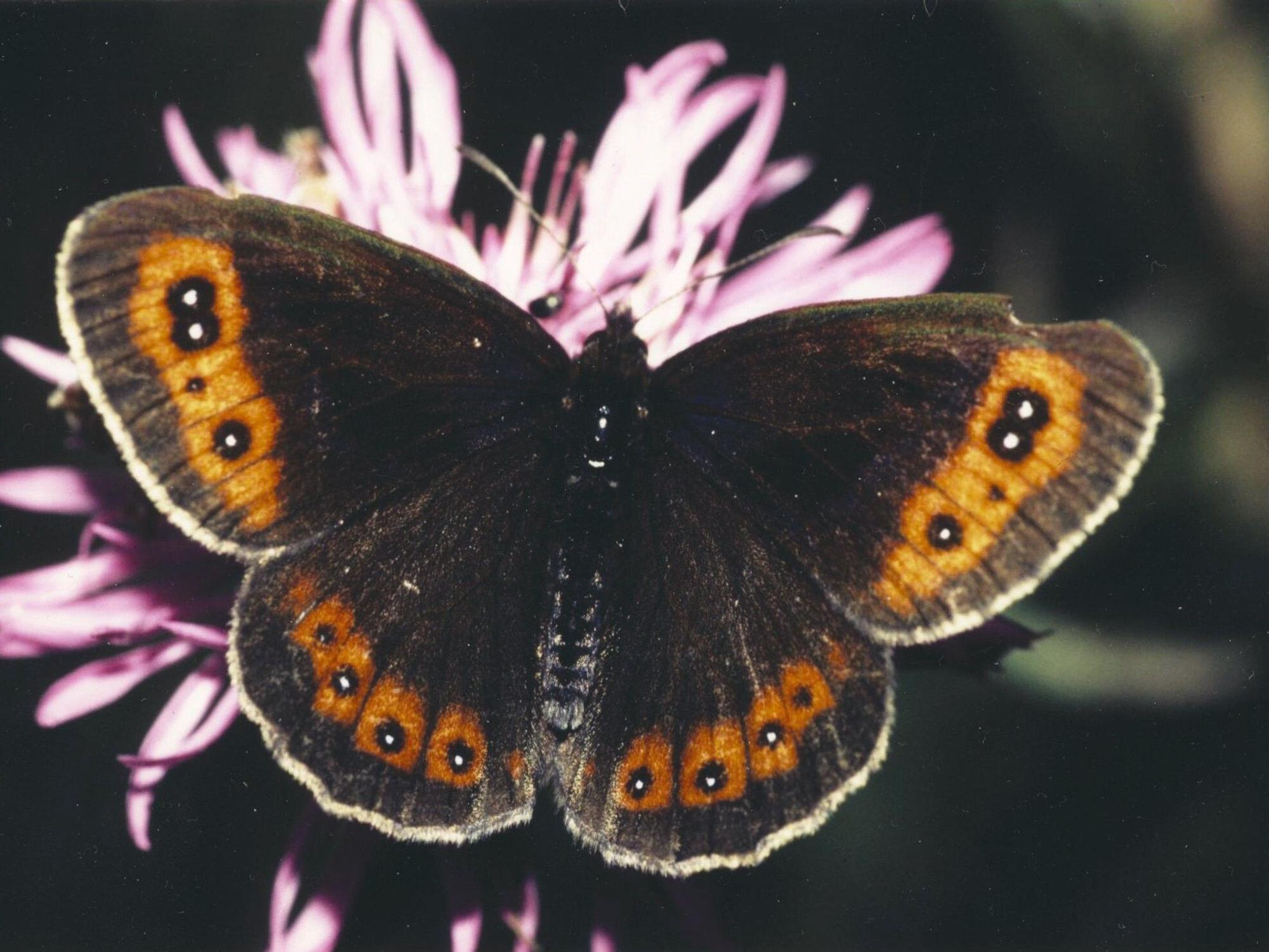 Ein Schmetterling mit schwarz-orangenen Flügeln sitzt auf einer rosa Blüte
