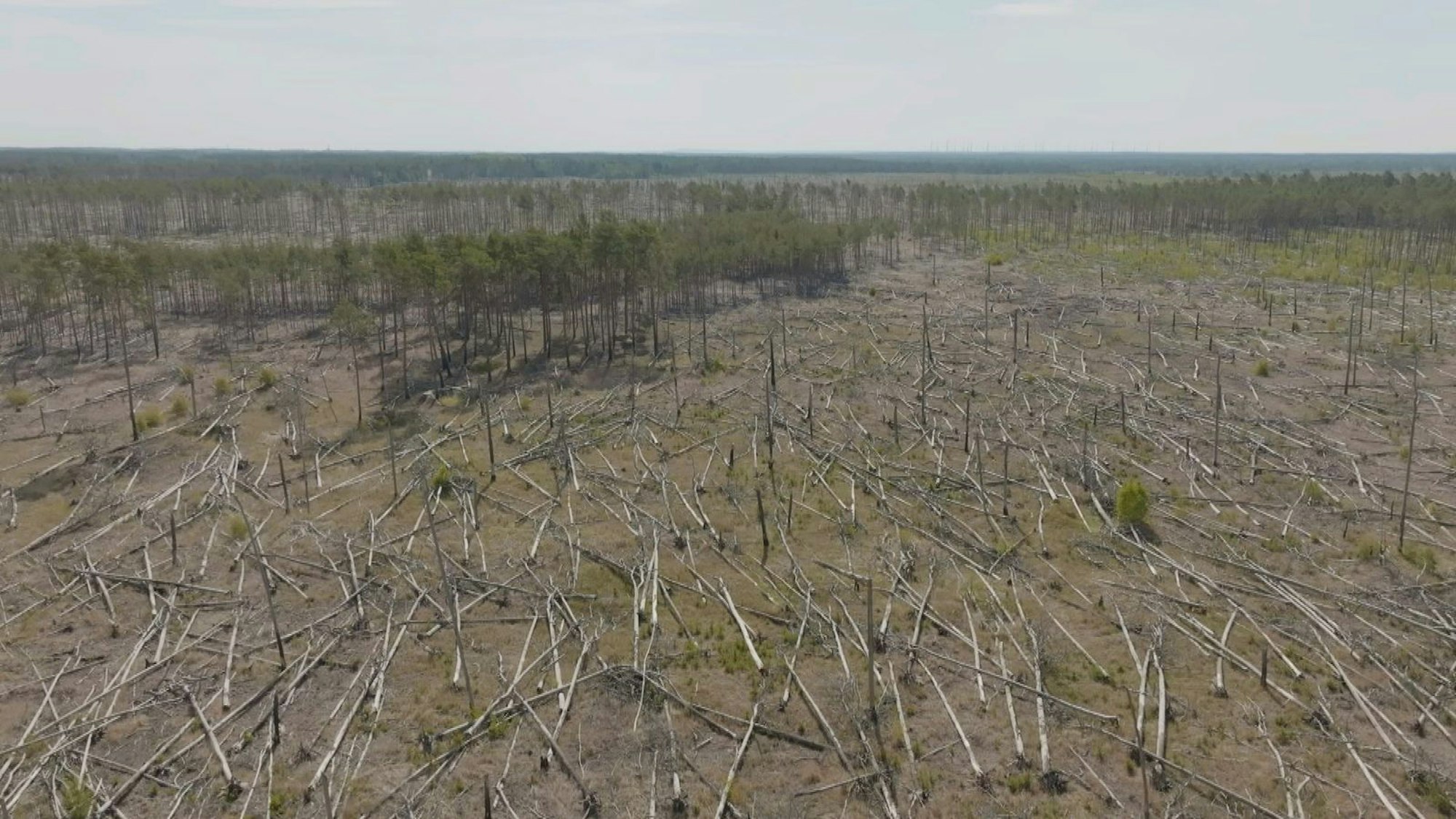 Auf der munitionsbelasteten Fläche am Keilberg bei Jüterbog hat es in den vergangenen Jahren mehrfach gebrannt. (Bild: ZDF/ Lars Opitz)