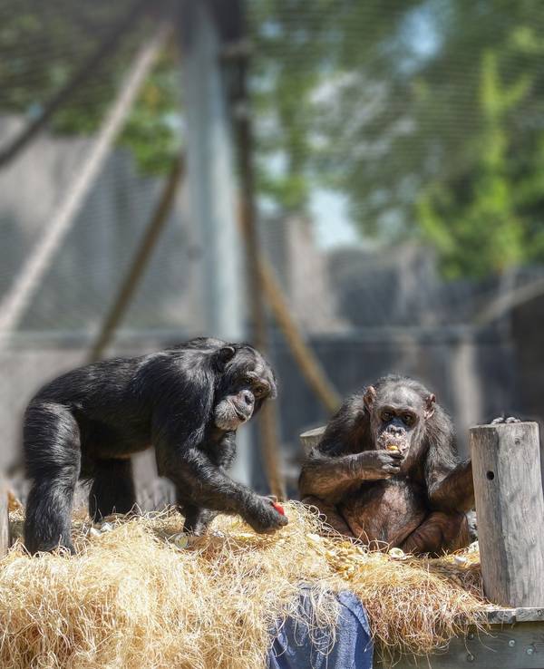 Bally und Limbo im Krefelder Zoo.