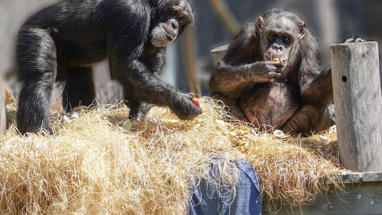 Bally und Limbo im Krefelder Zoo.