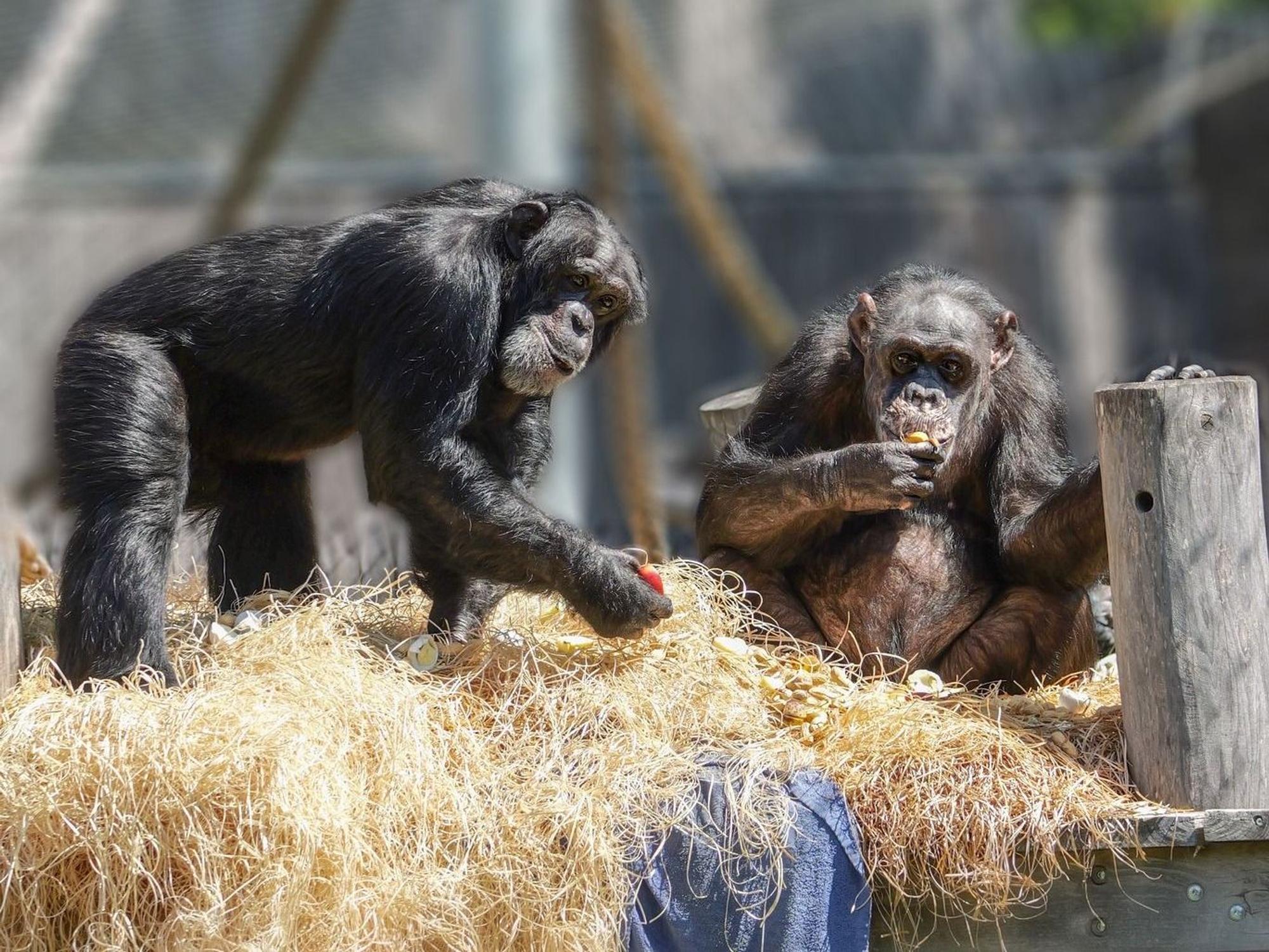 Bally und Limbo im Krefelder Zoo.