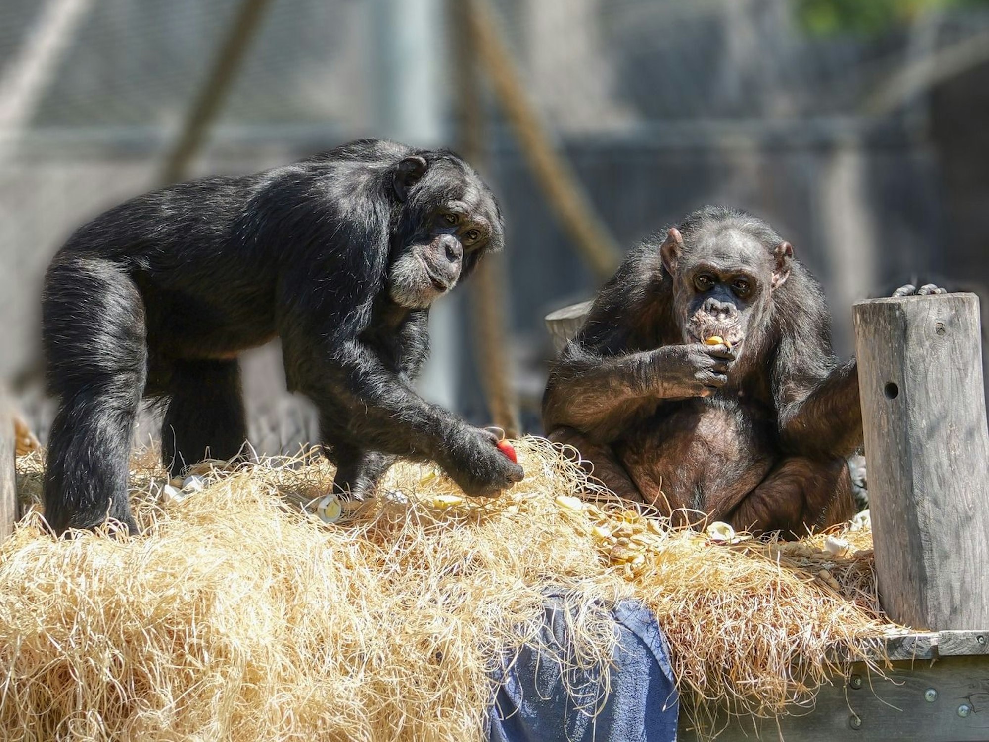 Bally und Limbo im Krefelder Zoo.