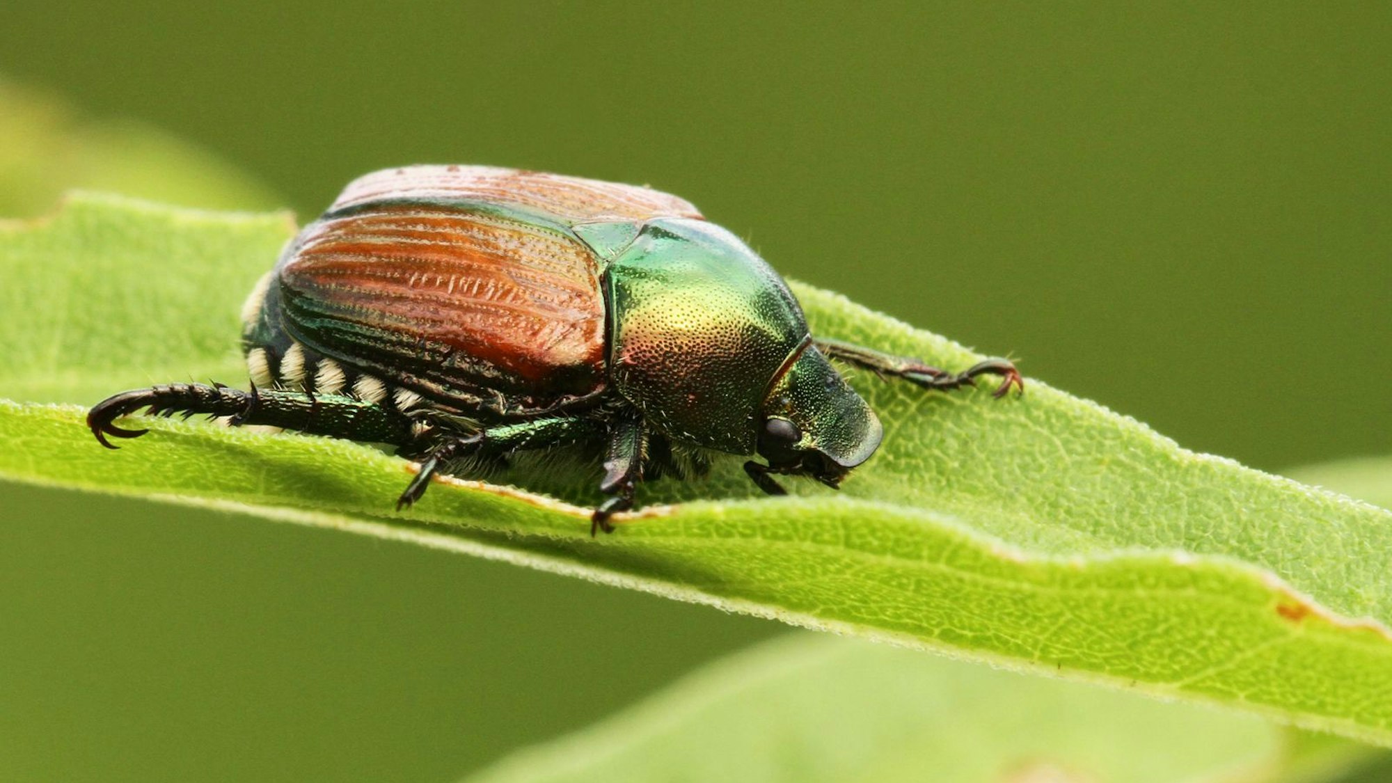 Wer einen Japankäfer entdeckt, soll ihn fotografieren und das Foto unter Angabe des Fundortes an die Behörden schicken. (Bild: iStock/mirceax)