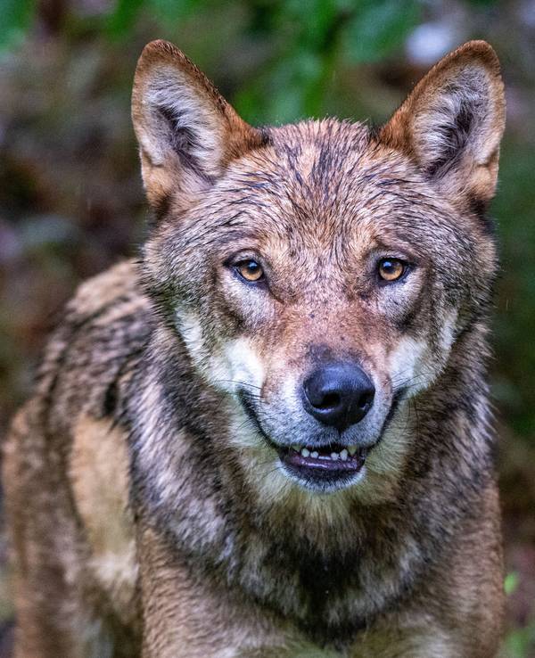 Ein Wolf soll in den Niederlanden ein Kind gebissen und in den Wald geschleift haben (Symbolfoto).