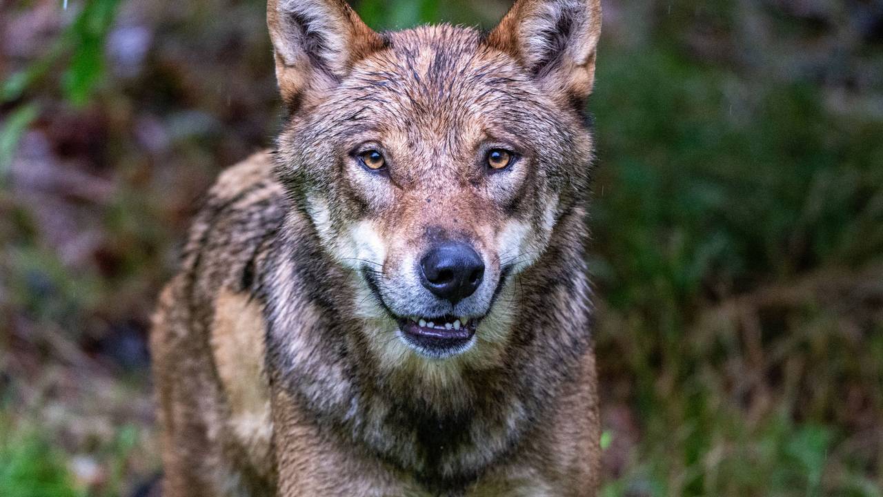 Ein Wolf soll in den Niederlanden ein Kind gebissen und in den Wald geschleift haben (Symbolfoto).
