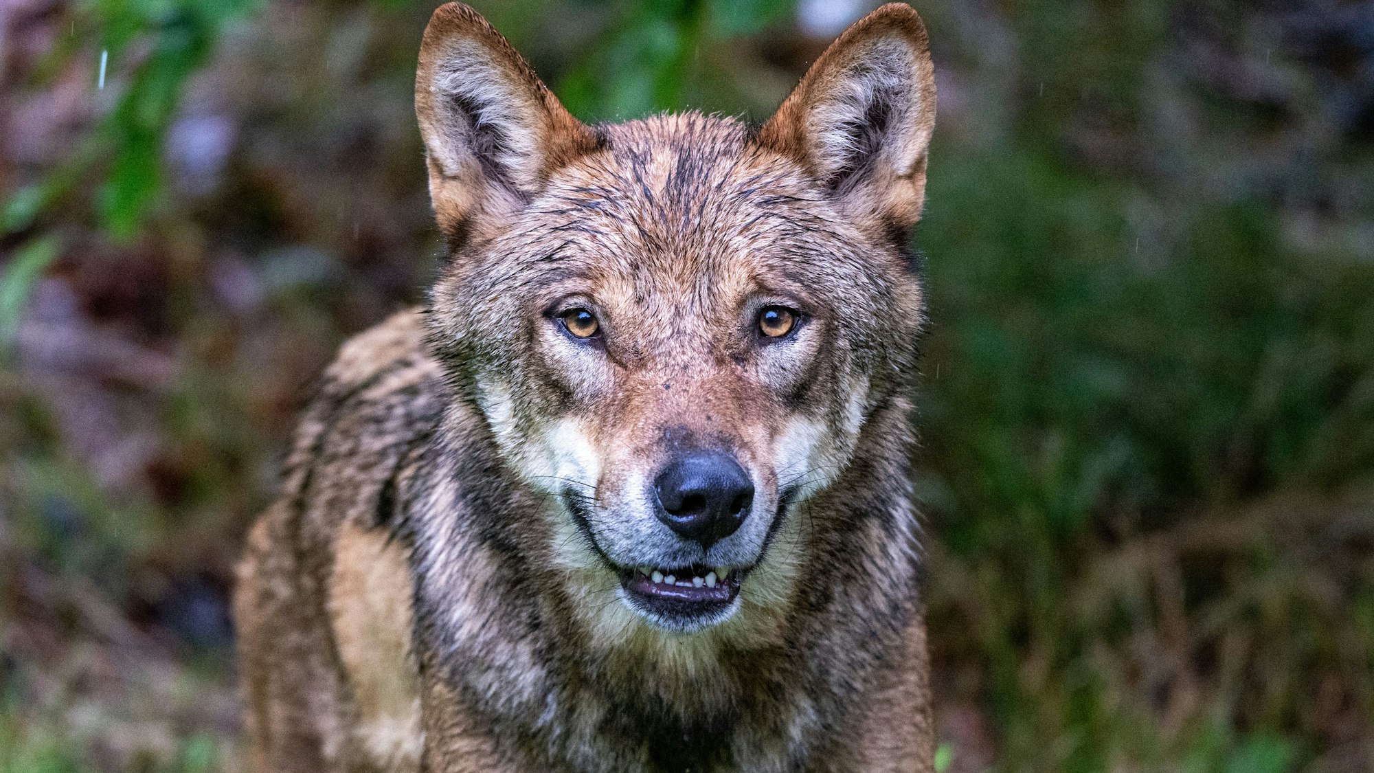 Ein Wolf soll in den Niederlanden ein Kind gebissen und in den Wald geschleift haben (Symbolfoto).