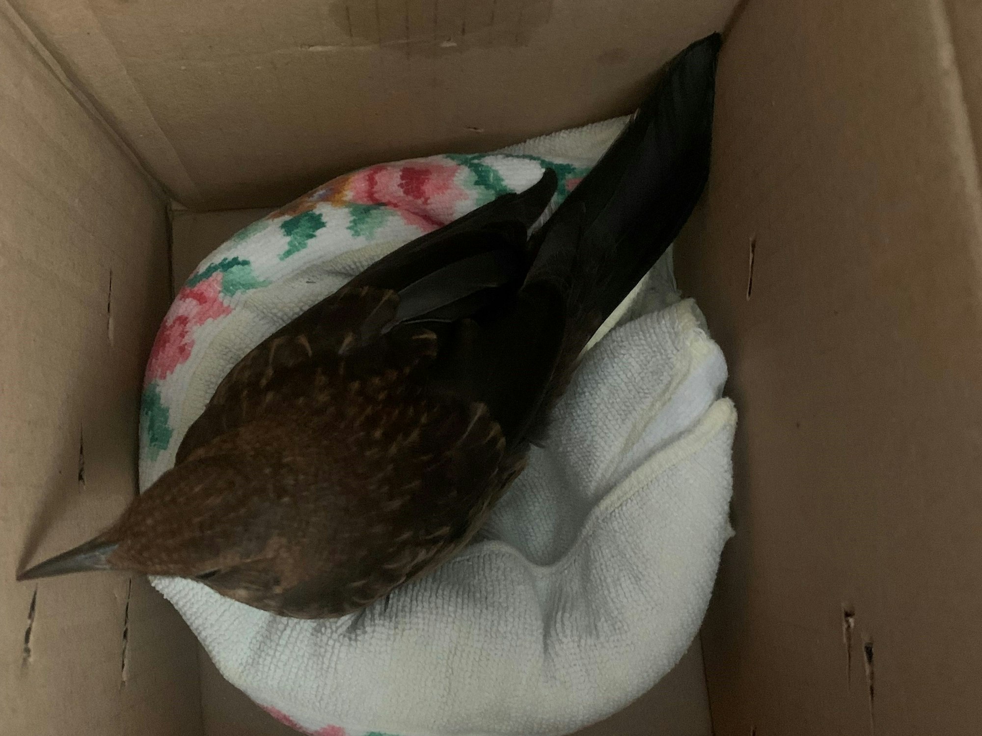 Eine Drossel sitzt in einem Karton auf einem Handtuchnest