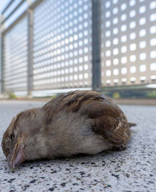 Ein tödlich verletzter Haussperling (Spatz) liegt auf einem Balkon