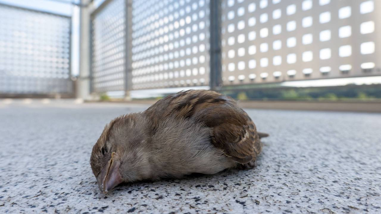 Ein tödlich verletzter Haussperling (Spatz) liegt auf einem Balkon