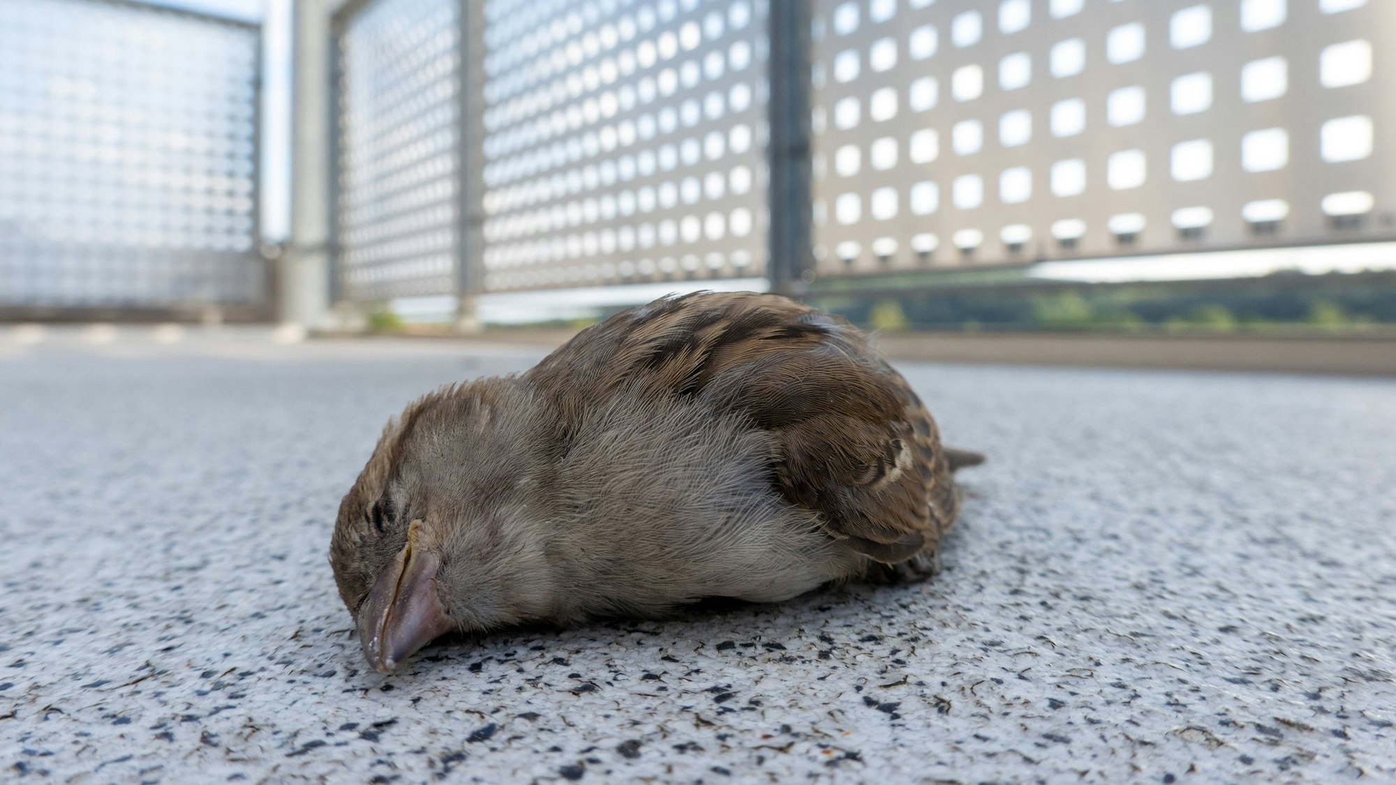 Ein tödlich verletzter Haussperling (Spatz) liegt auf einem Balkon