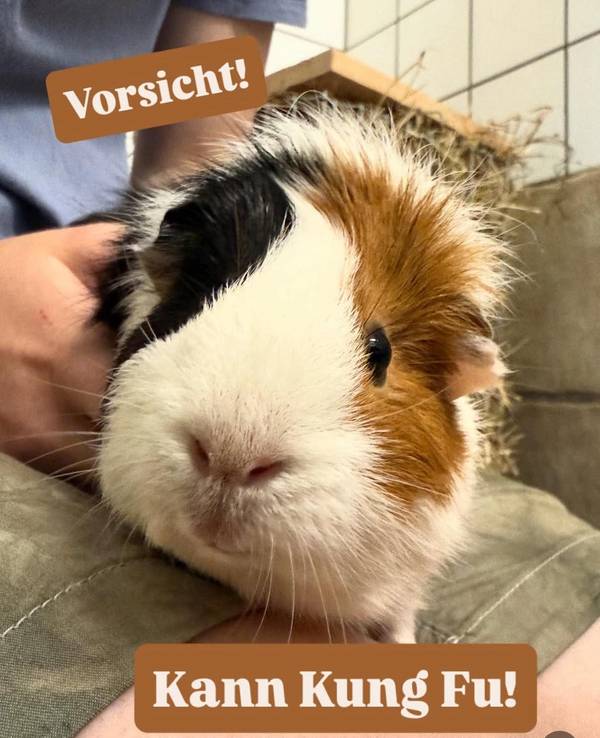 Ein Meerschweinchen sitzt bei einer Person auf dem Schoß.