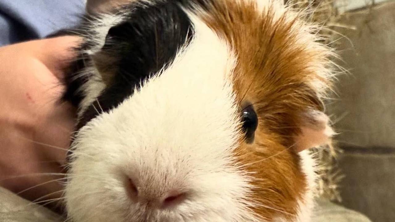 Ein Meerschweinchen sitzt bei einer Person auf dem Schoß.