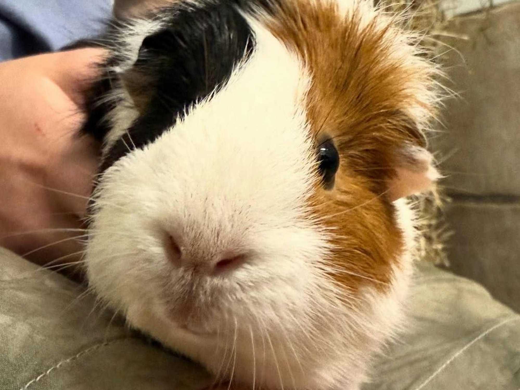 Ein Meerschweinchen sitzt bei einer Person auf dem Schoß.