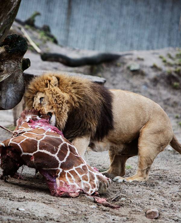 Ein Löwe frisst am 9. Februar 2014 im Kopenhagener Zoo die Überreste der zweijährigen Giraffe Marius, nachdem das Tier am selben Tag eingeschläfert worden war.