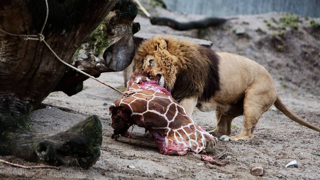 Ein Löwe frisst am 9. Februar 2014 im Kopenhagener Zoo die Überreste der zweijährigen Giraffe Marius, nachdem das Tier am selben Tag eingeschläfert worden war.