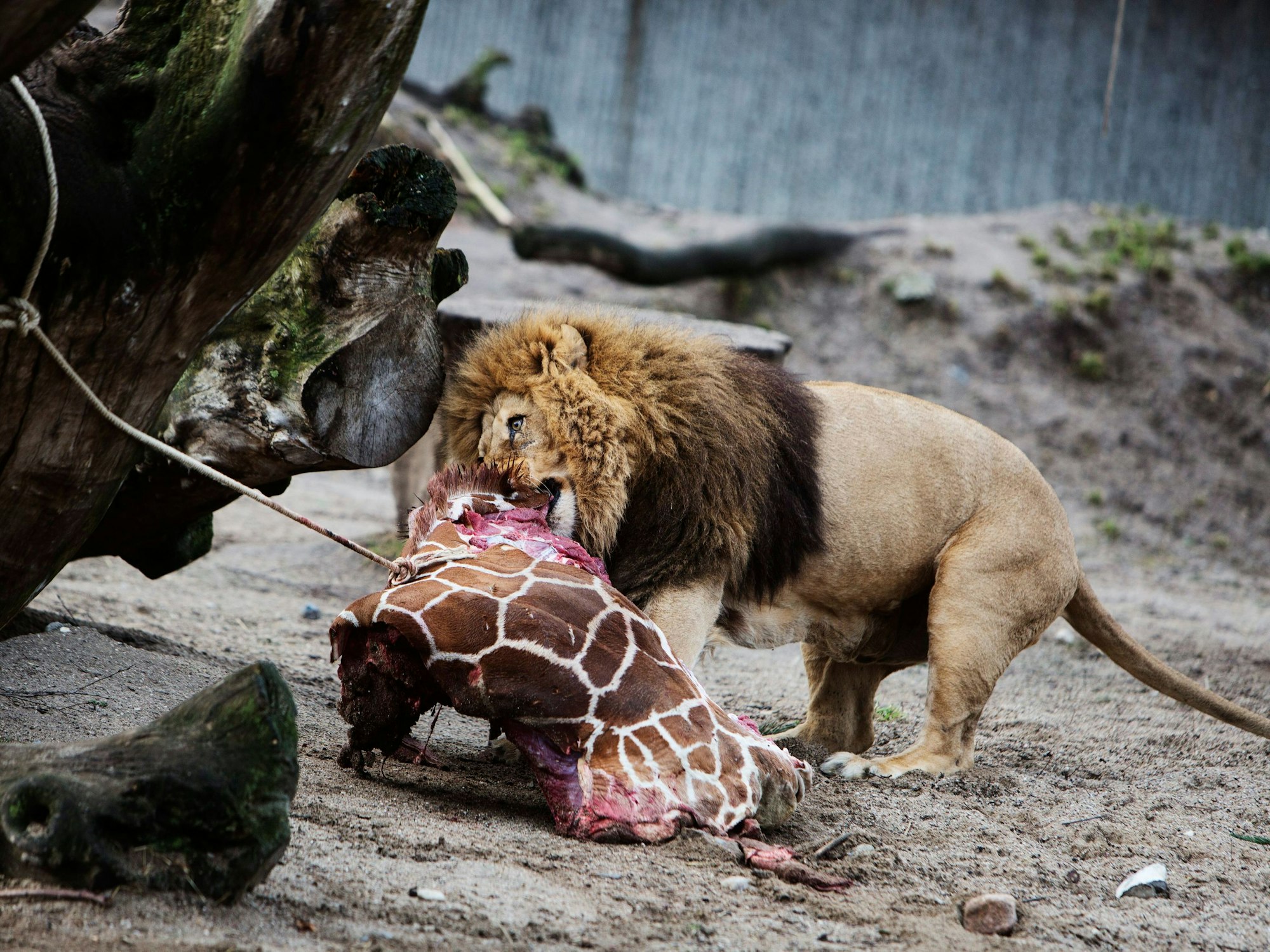 Ein Löwe frisst am 9. Februar 2014 im Kopenhagener Zoo die Überreste der zweijährigen Giraffe Marius, nachdem das Tier am selben Tag eingeschläfert worden war.