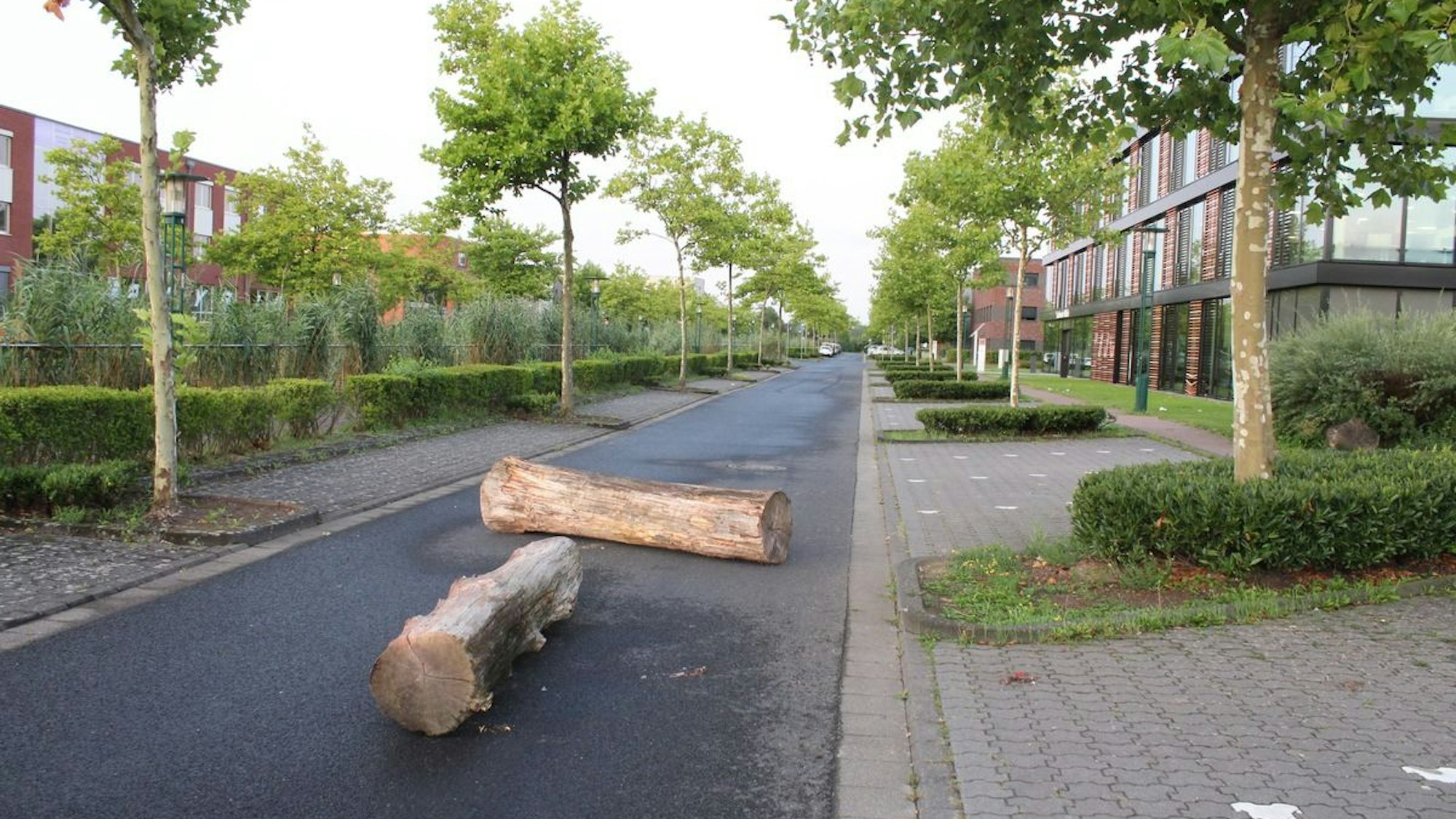 Baumstämme liegen auf einer Straße.